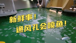 航行中甲板驚現大量海魚！你猜猜是啥原因？分享海上新鮮事