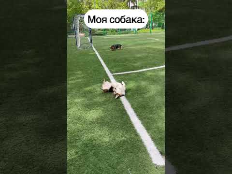 СМЕШНЫЕ ЖИВОТНЫЕ | КАК ИГРАЮТ В ФУТБОЛ РАЗНЫЕ ПОРОДЫ СОБАК #dog #funny #funnyvideo #humor #cute