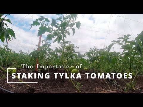 The Importance of Staking TYLKA Tomatoes #farming #farmlife #gardening #homesteading