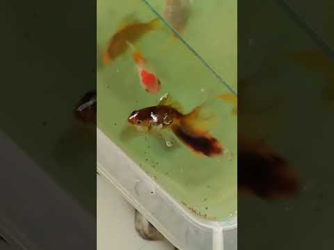 Watch my fishes  go wild for their favorite snack! |my fishes reaction when the food hits the water!