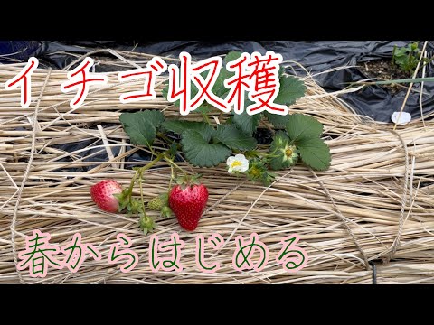 2022年4月25日　イチゴの収穫　【家庭菜園だより】strawberry