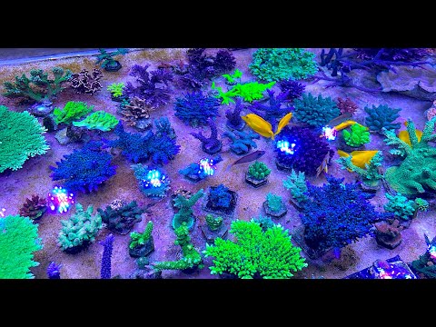 Building a Basic Coral 'Timeout' Tank & Studio Tour