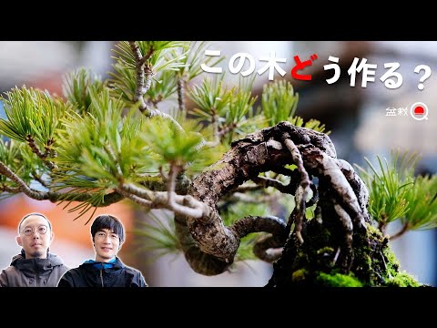 Learn how to make wood in a variety of ways. How do you make this Goyomatsu? [Bonsai Q]