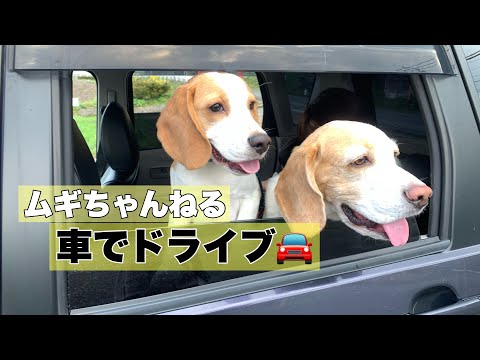 【ビーグル犬】車でドライブ