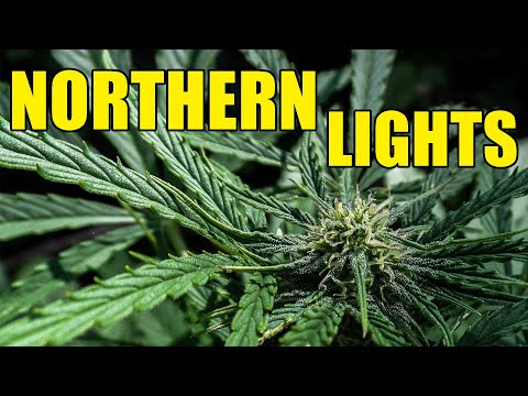 Northern Lights Automatic Guerilla Grow