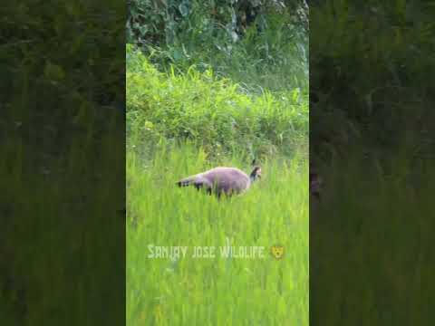 peahen sound💤peahen calling || मोरनी की आवाज़ #peacock #peacockcall #peahens_sound #morkiawaz