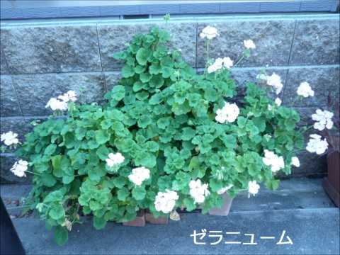 mygarden