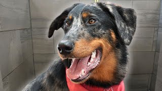 A dog you didn't know existed | Beauceron