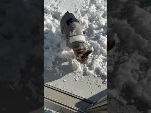 Bear vs Snow Frenchie Puppy First Snowfall! #puppy #dog #frenchbulldog #snow  #shorts #viralvideo