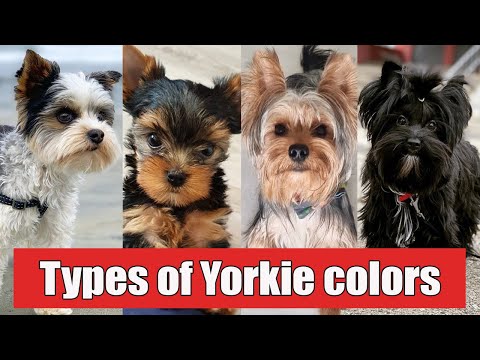 9 Different Types of Yorkshire Terrier Colors And Their Role | Types of Yorkie Colors