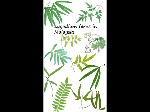 Lygodium ferns in Malaysia #shorts