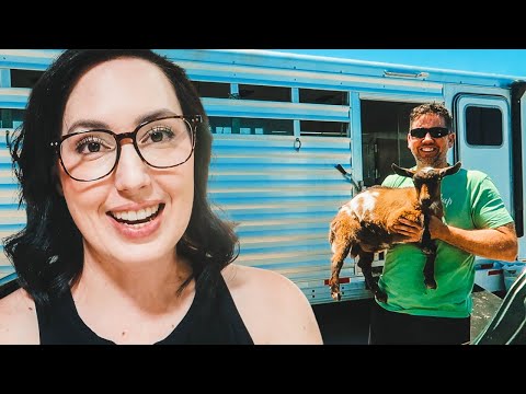 I PROMISE it was all HIS idea! (We BOUGHT new GOATS!)