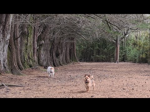 BUSH WALK WITH PAWFRIENDS