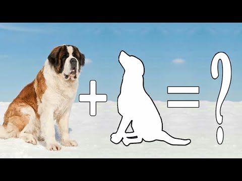 Top 10 Saint Bernard Mixed Breed Dogs / 10 Saint Bernard Mix Dogs