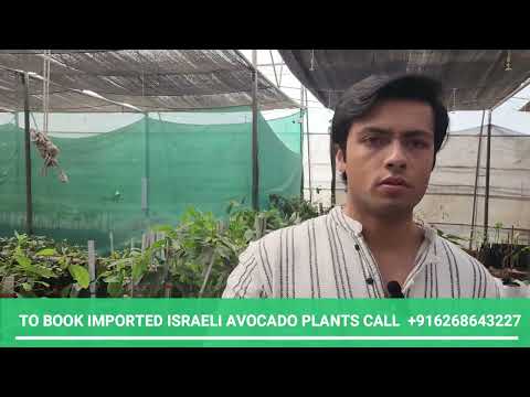 Avocado farming in Sikkim and Assam | Delivering avocado plants to Gangtok and Guwahati | 6268643227