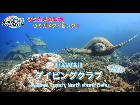 【ハワイダイビングクラブ】夏限定ポイント！ノースショアでウミガメと泳ぐダイビング！Scuba Diving at Haleiwa Trench, North Shore Oahu