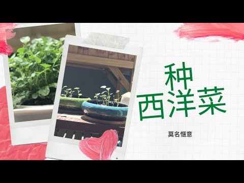 第二次种西洋菜，莫名惬意 | How to Regrow Watercress From Kitchen Scraps