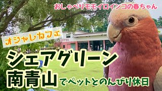 【ペットOKのオシャレカフェ】シェアグリーン南青山へ行って来ました【おしゃべりモモイロインコの春ちゃん】