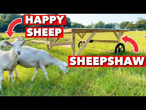 I BUILT A SHEEPSHAW FOR OUR PASTURE RAISED SHEEP!! HERES HOW