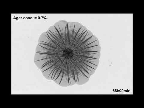 Mechanical instability and interfacial energy drive biofilm morphogenesis