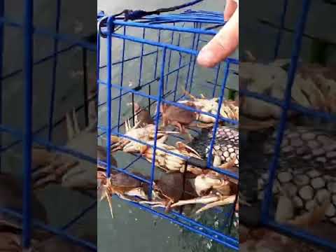 #dungenesscrab #crabbing #oregon #saltwater #oregoncoast #bay #catch #viralvideo