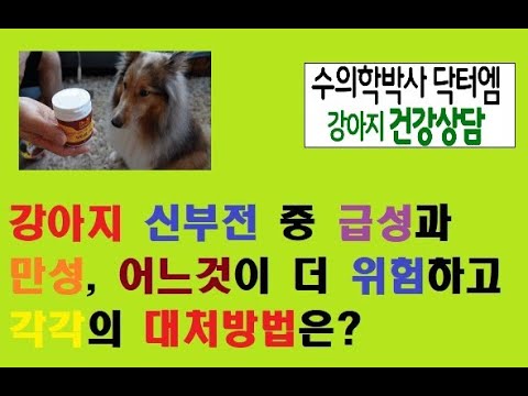 강아지 신부전, 만성과 급성 중 어느것이 더 위험하고, 각각 어떻게 대처해야 할까?