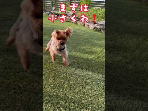 ケガから6日目の朝練🐶🏀できるか⁉️