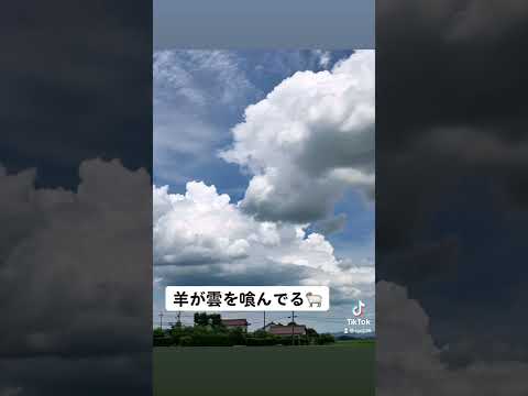 綿飴食べてるかな？#shorts #short #雲 #空