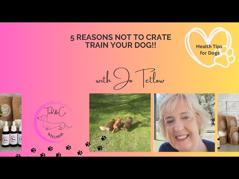 5 Reasons NOT to Crate Train Your Dachshund Dog!