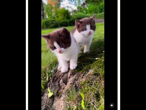 Double Trouble - Part 2: Super Cute Twin Kittens!   #animals #cat #catlovers