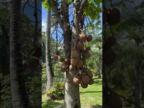 Don’t get these confused with coconuts: Cannonball Fruit #cannonball #tropical #weirdfruit