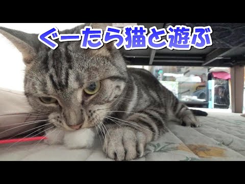 ぐーたら猫と遊ぶ（アメリカンショートヘア）