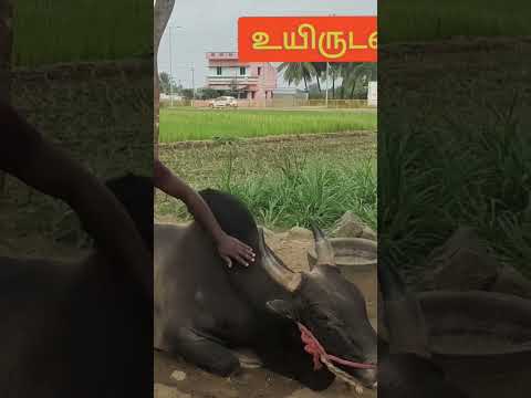 ஜல்லிக்கட்டு காளைகள்... பாசத்திற்க்க... எதையும் செய்யும்... #rasipuram #namakkal