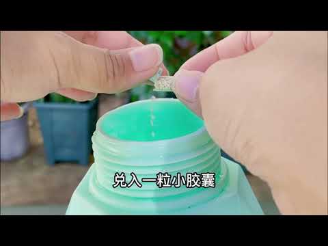 一粒它就搞定茶花叶斑问题