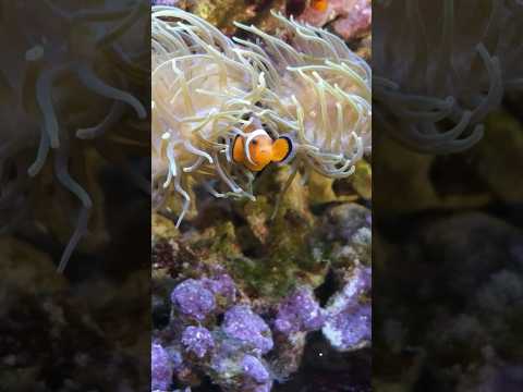 Clown fish | Beautiful Animal Scenes (#BAS) #nature #clownfish #fish  #wildlife #ocean