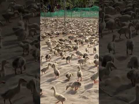 The duck | Ducks 38 days old,...???.Animals Plants #shorts