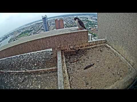 Peregrine Falcons Cam 06-22-2018 06:06:44 - 07:06:45