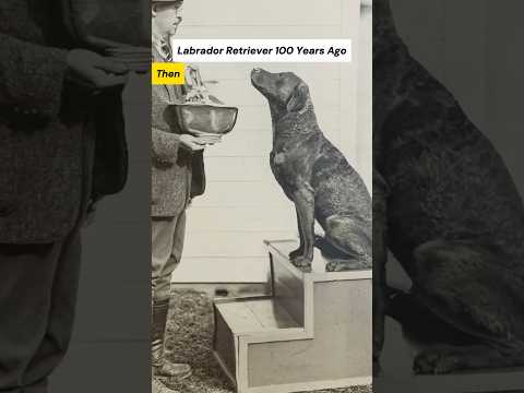 Dog Breeds 100 Years Ago vs. Now #labrador #belgianmalinois #dog #shorts