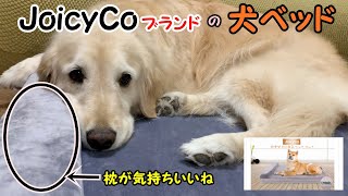 犬をダメにするペットベッドの枕が気持ちよさそうなゴールデンレトリバーのはっち