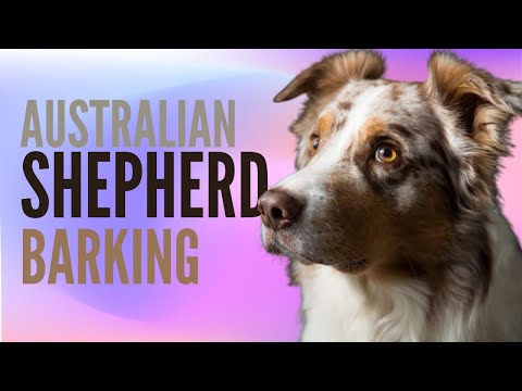 Australian Shepherd Barking Sound Effects (SFX)