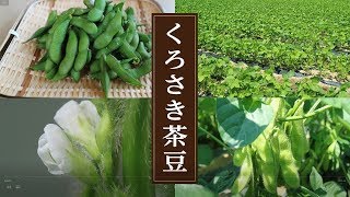 29 くろさき茶豆