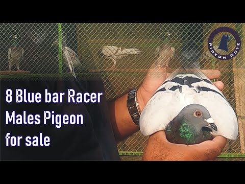 Blue Bar Family Racer Pigeons Male for Sale | Pigeon Cote | Waleed Loft