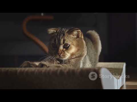 High Scratching Post with Groomer for Cats