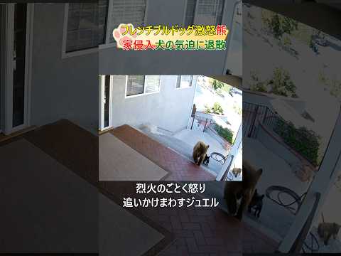 自宅に侵入した2頭の熊を追い払うフレンチブルドック#dog#shorts#bear #frenchbulldog #犬#熊#フレンチブルドッグ