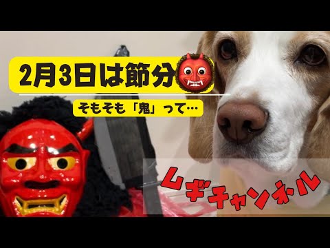 【ビーグル犬】2月3日は節分…そもそも節分の鬼って…👹