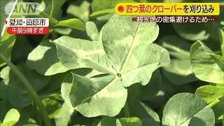 感染拡大防止のため“四つ葉のクローバー”刈り込み(20/04/29)