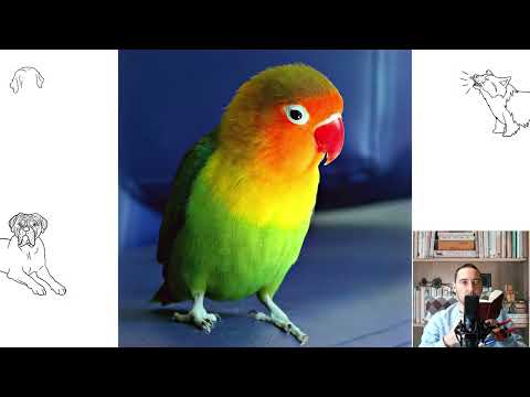 Lovebird parrots. Pros and Cons, Price, How to choose, Facts, Care, History