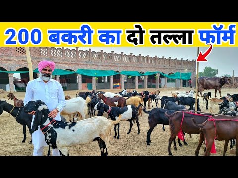 सरदार जी का 200 बकरी + गाय भैंस + मुर्गी + घोड़ा का फॉर्म | integrated goat farming