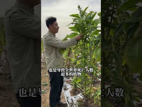 大名鼎鼎的烟草植物 它是茄科烟草属一年生或有限多年生草本植物，也是全世界影响力最牛的草本植物之一。你的家乡有这种植物吗 我的乡村生活 烟草