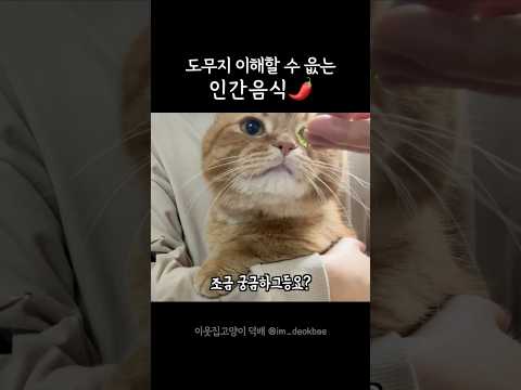 털손주는 이해할 수 읎는 반찬